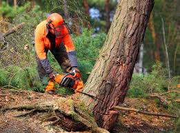 How Our Tree Care Process Works  in Shackle Island, TN